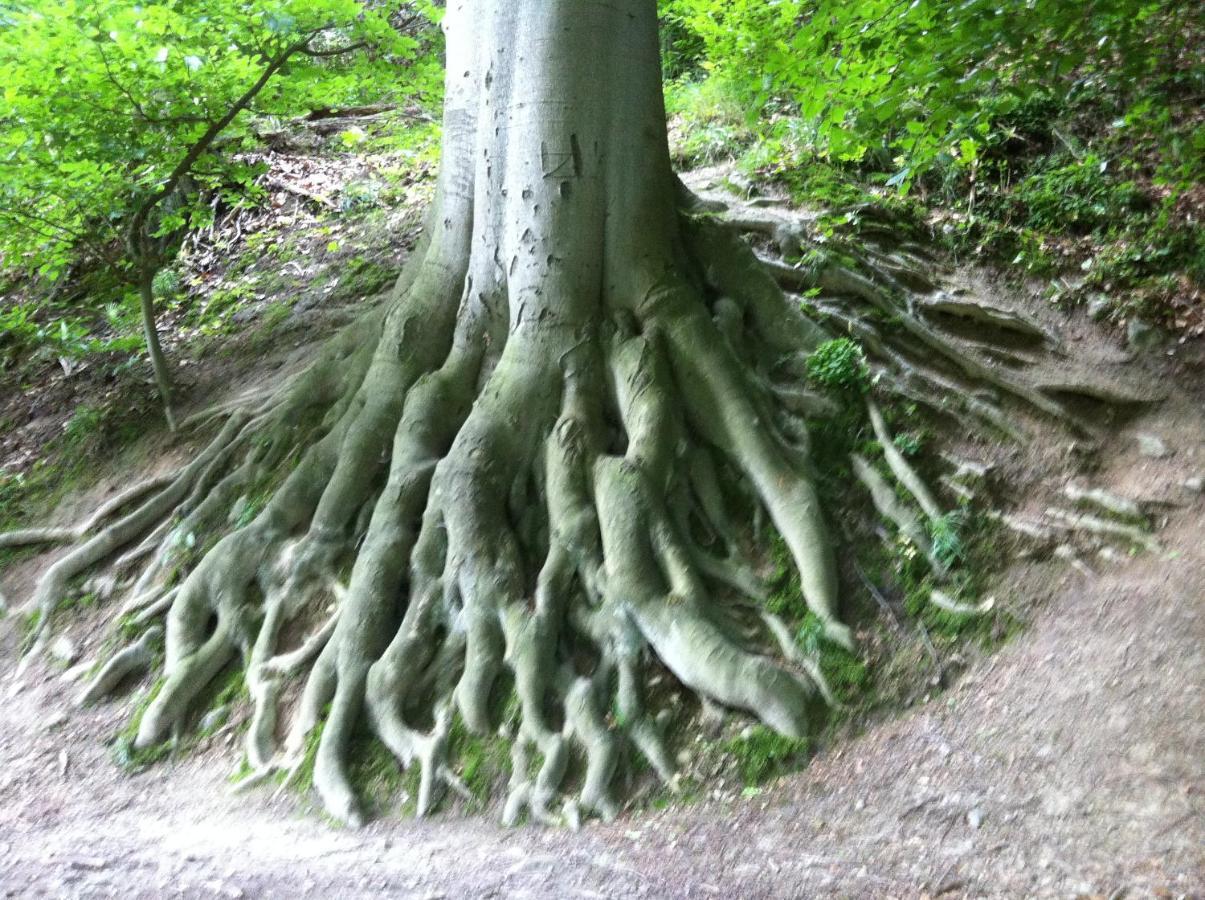 Alter Kornspeicher Ermsleben ภายนอก รูปภาพ